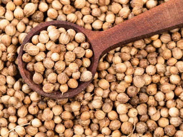Coriander